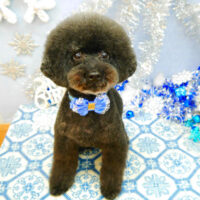 【池下店】2021年12月23日のワンちゃん達♪