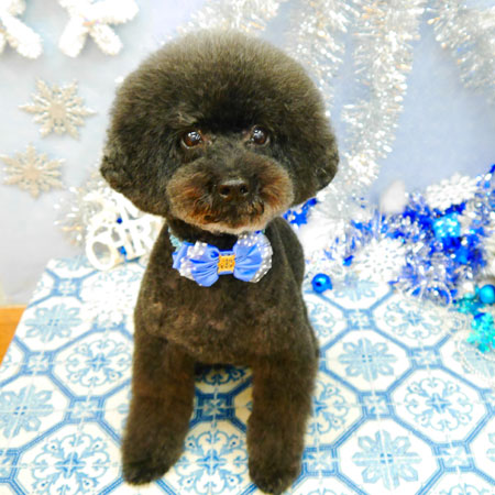 【池下店】2021年12月23日のワンちゃん達♪