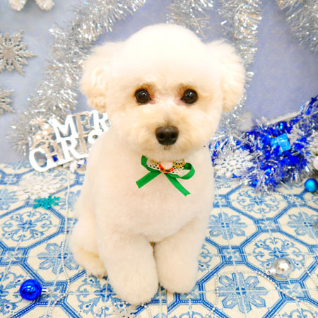 【池下店】2021年12月25日のワンちゃん達♪