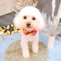 【池下店】2021年12月26日のワンちゃん達♪