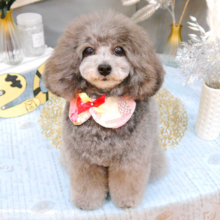 【池下店】2021年12月27日のワンちゃん達♪