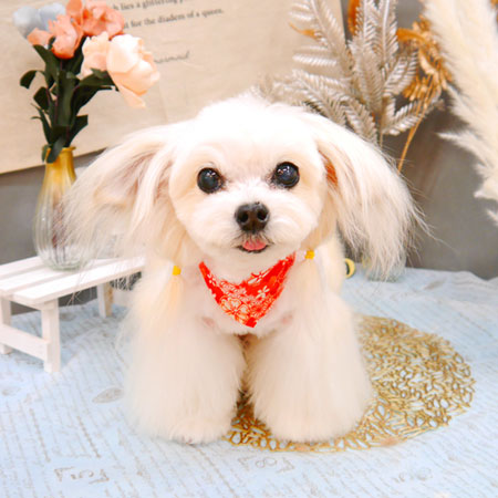 【池下店】2021年12月29日のワンちゃん達♪