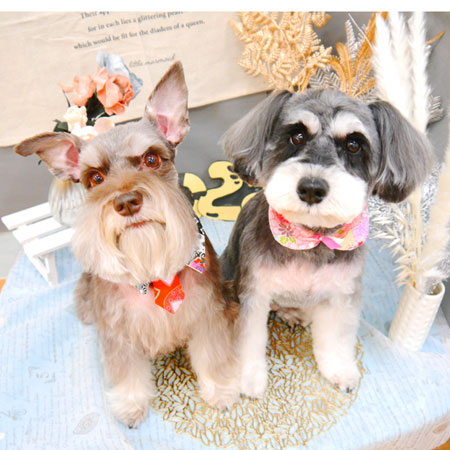 【池下店】2021年12月30日のワンちゃん達♪