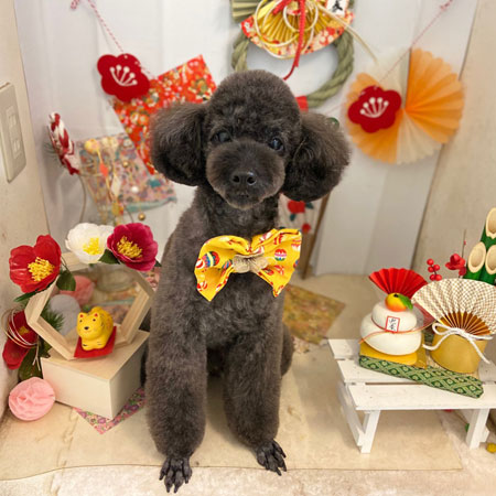 【本店】2022年1月15日のワンちゃん達♪