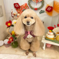 【本店】2022年1月21日のワンちゃん達♪