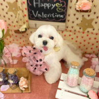 【本店】2022年1月31日のワンちゃん達♪