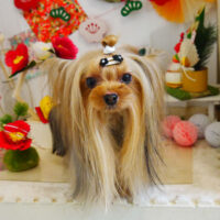 【本店】2022年1月6日のワンちゃん達♪