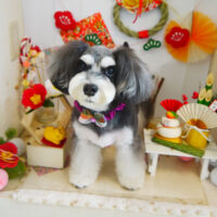 【本店】2022年1月8日のワンちゃん達♪