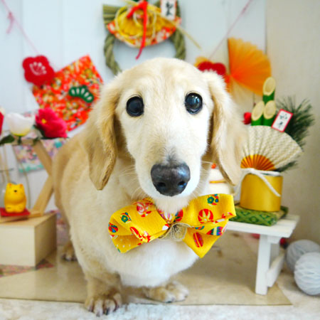 【本店】2022年1月9日のワンちゃん達♪