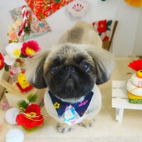 【本店】2022年1月16日のワンちゃん達♪