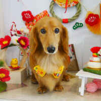 【本店】2022年1月22日のワンちゃん達♪