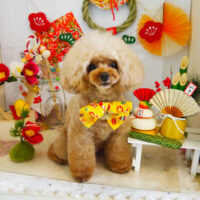 【本店】2022年1月24日のワンちゃん達♪