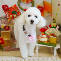 【本店】2022年1月27日のワンちゃん達♪