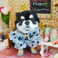 【本店】2022年1月30日のワンちゃん達♪