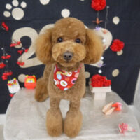 【山手店】2022年1月8日のワンちゃん達♪