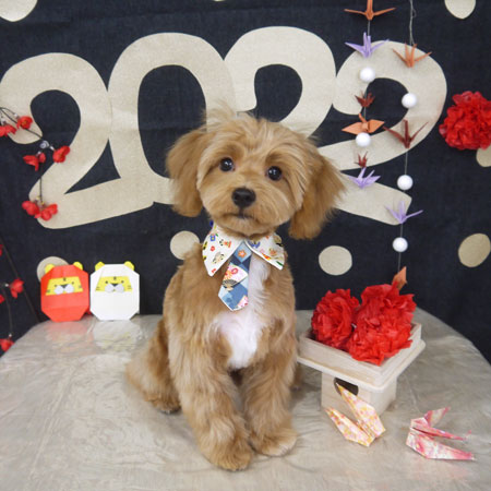 【山手店】2022年1月9日のワンちゃん達♪