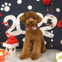 【山手店】2022年1月20日のワンちゃん達♪