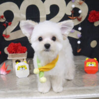 【山手店】2022年1月22日のワンちゃん達♪