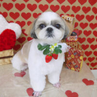 【山手店】2022年1月24日のワンちゃん達♪