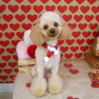 【山手店】2022年1月27日のワンちゃん達♪