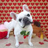 【山手店】2022年1月29日のワンちゃん達♪