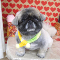 【山手店】2022年1月31日のワンちゃん達♪