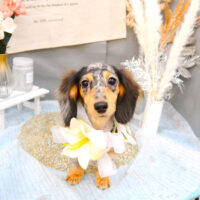 【池下店】2022年1月7日のワンちゃん達♪