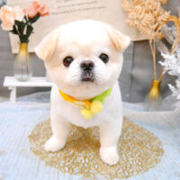 【池下店】2021年1月8日のワンちゃん達♪