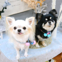 【池下店】2021年1月9日のワンちゃん達♪