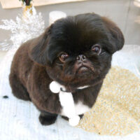 【池下店】2022年1月10日のワンちゃん達♪