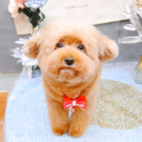 【池下店】2022年1月13日のワンちゃん達♪