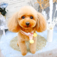 【池下店】2022年1月14日のワンちゃん達♪