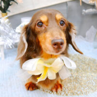 【池下店】2022年1月16日のワンちゃん達♪