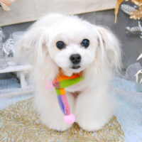 【池下店】2022年1月20日のワンちゃん達♪