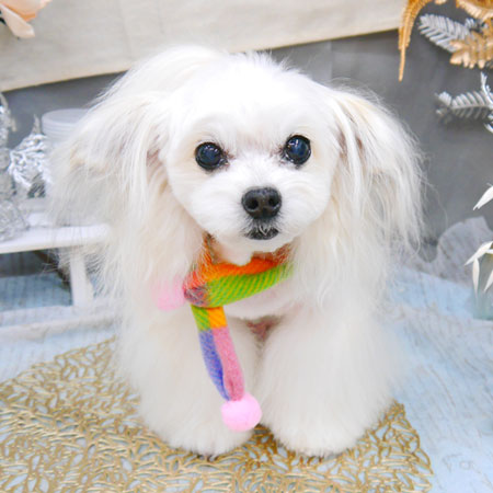 【池下店】2022年1月20日のワンちゃん達♪