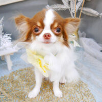 【池下店】2022年1月21日のワンちゃん達♪