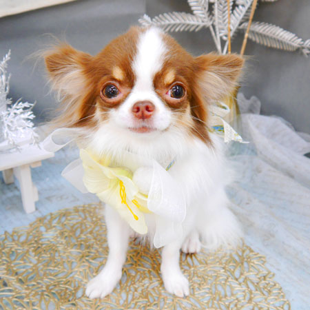 【池下店】2022年1月21日のワンちゃん達♪