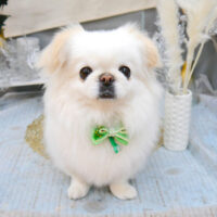 【池下店】2022年1月23日のワンちゃん達♪