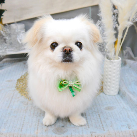 【池下店】2022年1月23日のワンちゃん達♪