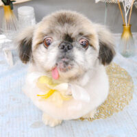 【池下店】2022年1月24日のワンちゃん達♪