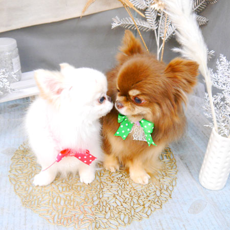 【池下店】2022年1月26日のワンちゃん達♪