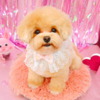 【池下店】2022年1月27日のワンちゃん達♪