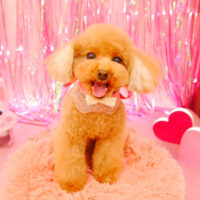 【池下店】2022年1月28日のワンちゃん達♪