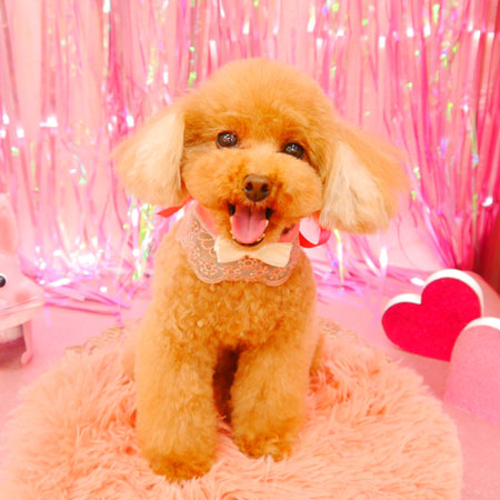 【池下店】2022年1月28日のワンちゃん達♪