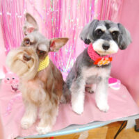 【池下店】2022年1月29日のワンちゃん達♪