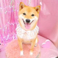 【池下店】2022年1月30日のワンちゃん達♪