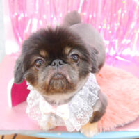 【池下店】2022年1月31日のワンちゃん達♪