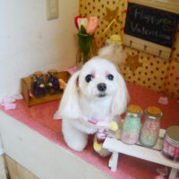 【本店】2022年2月6日のワンちゃん達♪