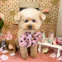 【本店】2022年2月3日のワンちゃん達♪