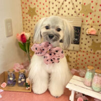 【本店】2022年2月4日のワンちゃん達♪